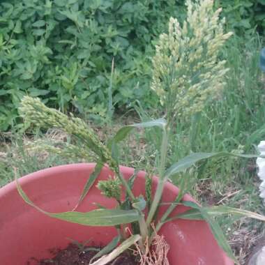 Cassi's garden