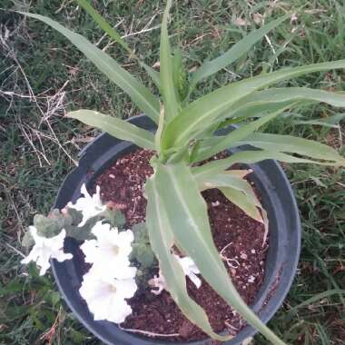 Cassi's garden