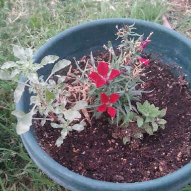 Cassi's garden