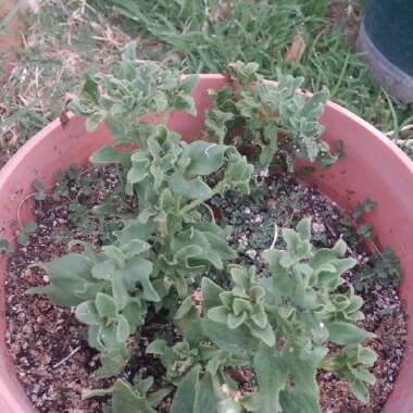 Cassi's garden