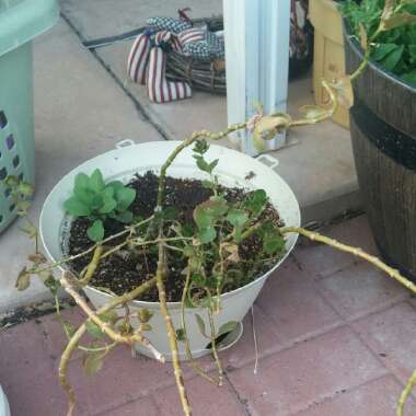 Cassi's garden