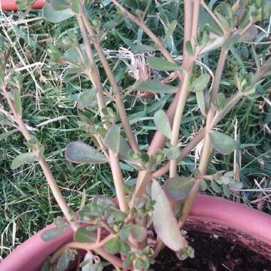 Cassi's garden