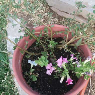 Cassi's garden