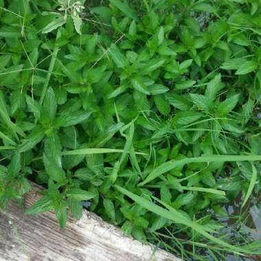 Cassi's garden