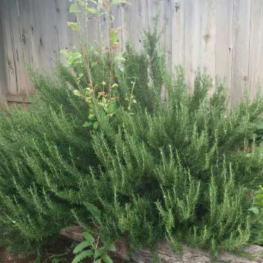 Cassi's garden