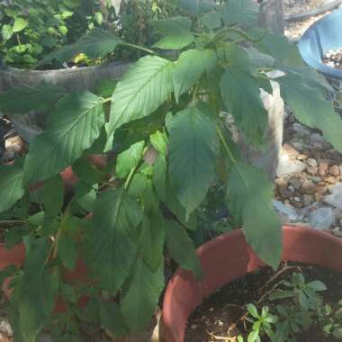 Cassi's garden