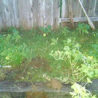 Cassi's garden