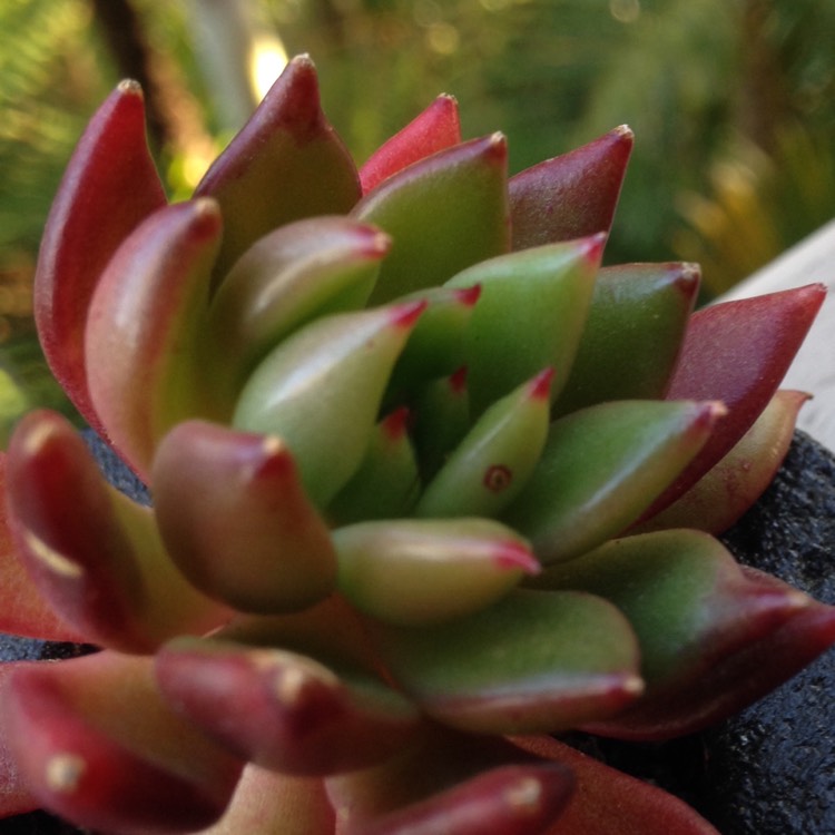 plant image 837063 plant image 837063