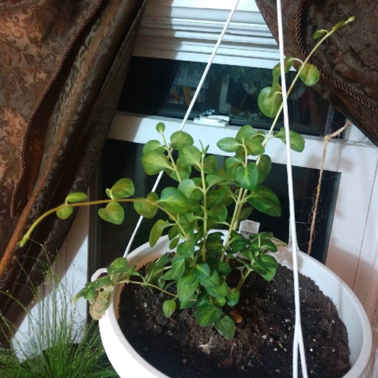 plant image 1021686