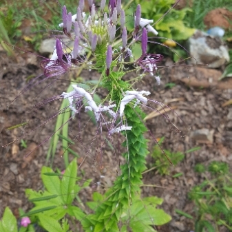 Cleome