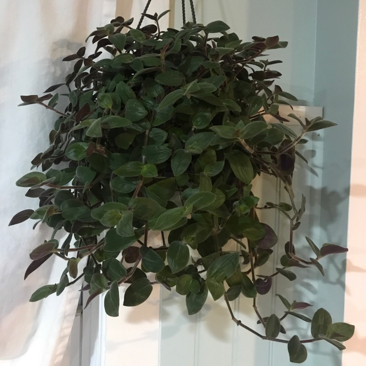 Plant image Tradescantia chrysophylla 'Baby Bunny Bellies'