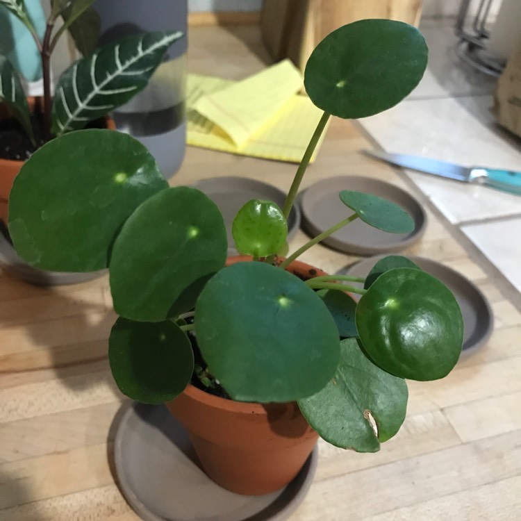 plant image 1114372