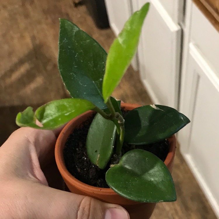 plant image 1114374