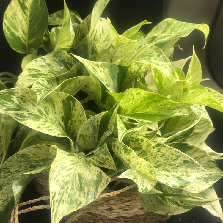 plant image 1122327