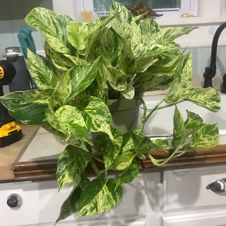 plant image 1122452