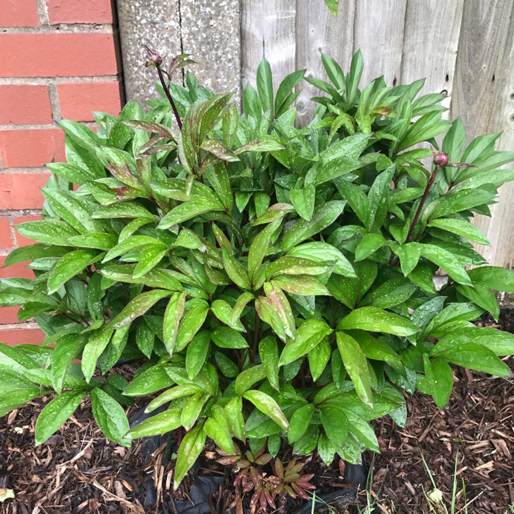 plant image 397057