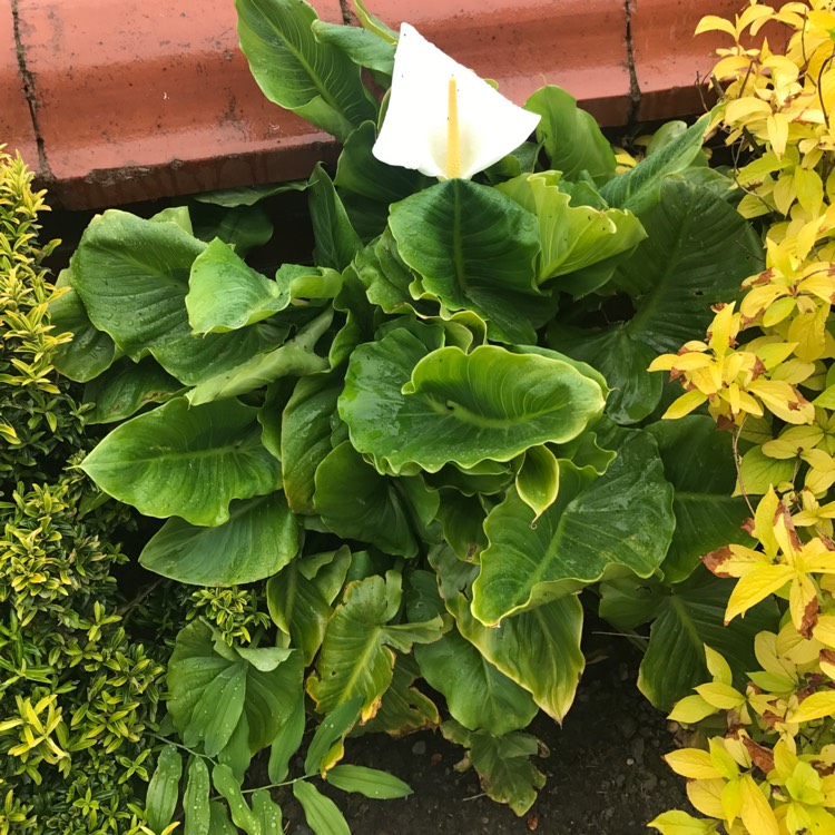 Plant image Zantedeschia aethiopica 'Green Goddess'
