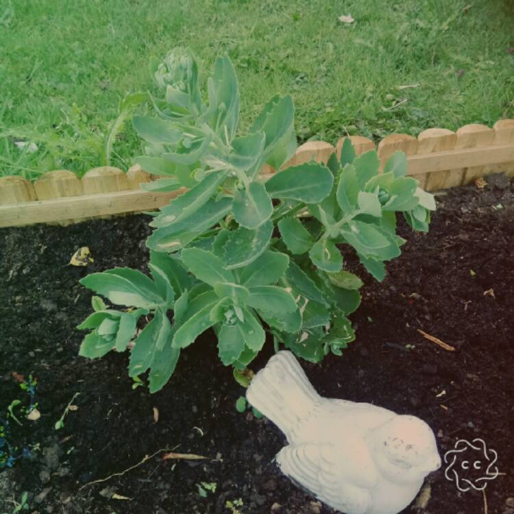 plant image 454338 plant image 454338