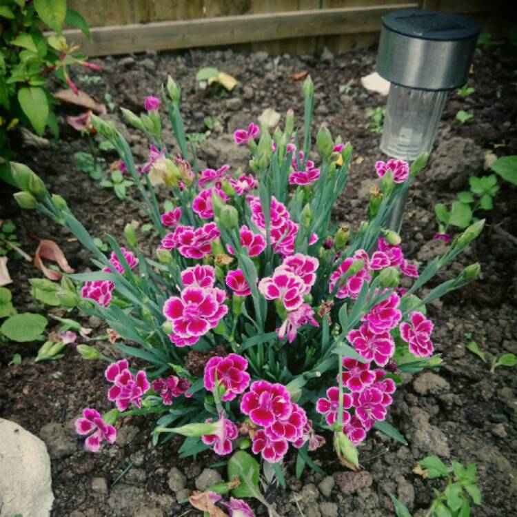 plant image 459550