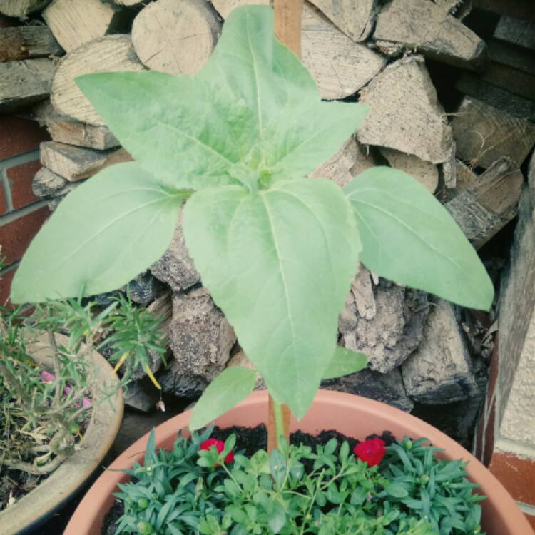 plant image 459569