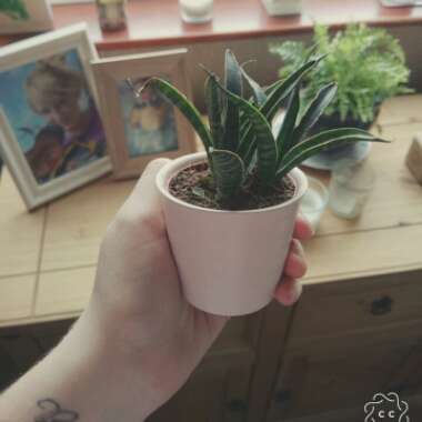 Sansevieria 'Fernwood Punk'