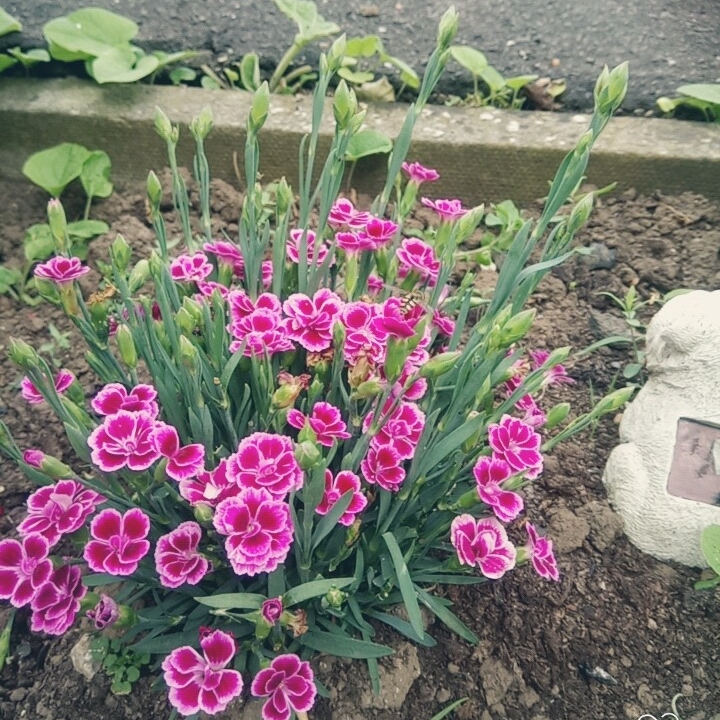 Plant image Dianthus 'Pink Kisses'