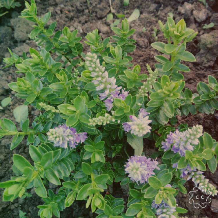 Plant image Hebe 'Sparkling Sapphires'