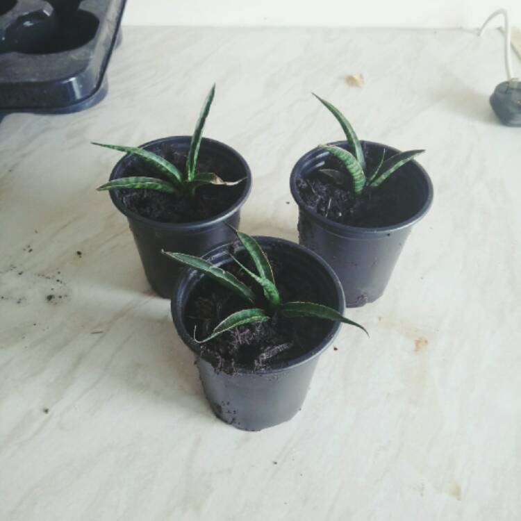 plant image 488538 plant image 488538