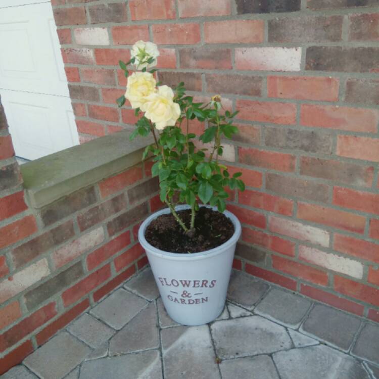 plant image 491068
