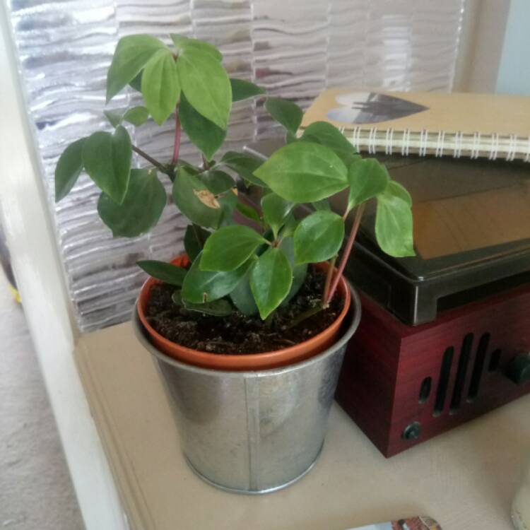 Plant image Peperomia blanda
