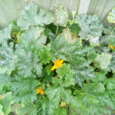 Cucurbita Pepo var. Cylindrica