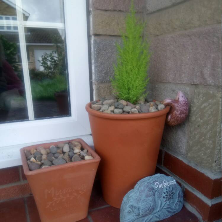 plant image 541210 plant image 541210