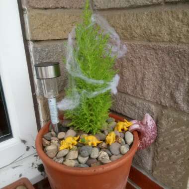 Arborvitae 'Emerald Green'