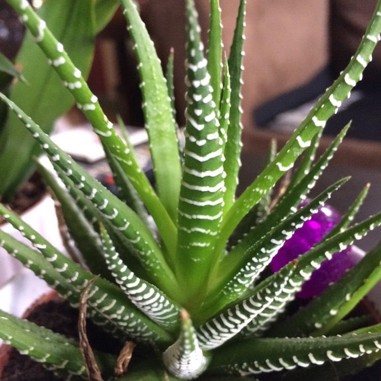 Plant image Haworthiopsis coarctata var. coarctata syn. Haworthia coarctata, Haworthia resendeana