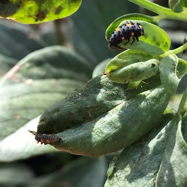 Vicia Faba 'Aquadulce Claudia'