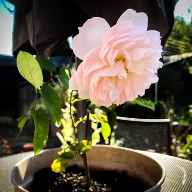 Rosa 'Ausrumba' syn. Rosa 'Gentle Hermione'