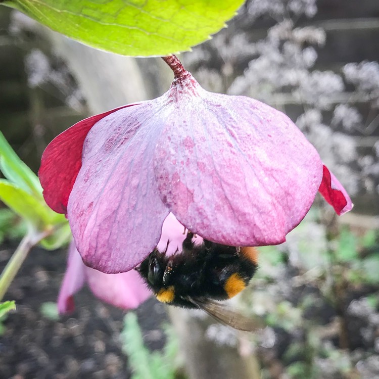 plant image 1248203