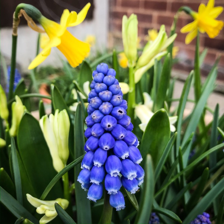 plant image 1249898
