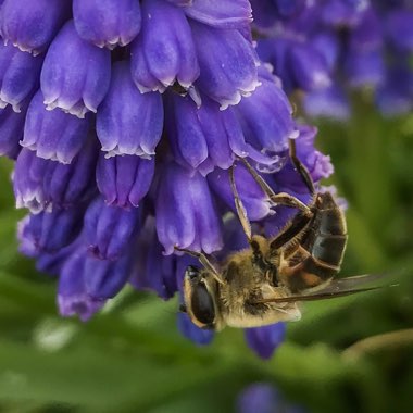 Muscari