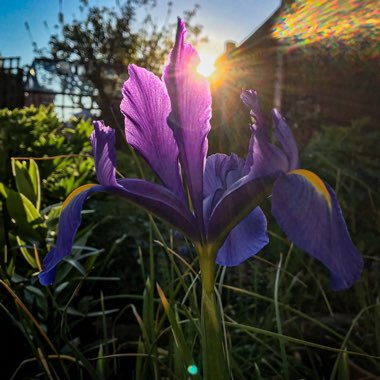 Iris x hollandica 'Blue Magic'