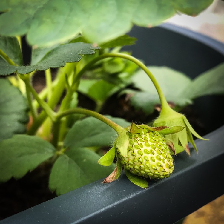 plant image 1296199