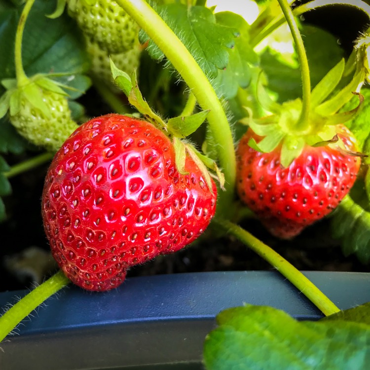 plant image 1316070
