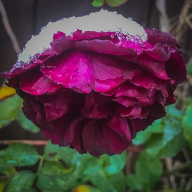 Rosa 'Ausbernard' syn. Rosa 'Munstead Wood'