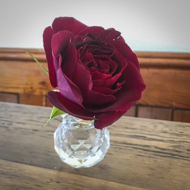 Rose 'Munstead Wood' (Shrub)