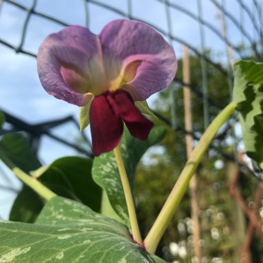 Steven's garden