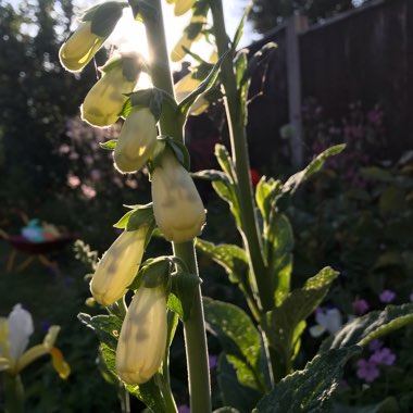 Steven's garden
