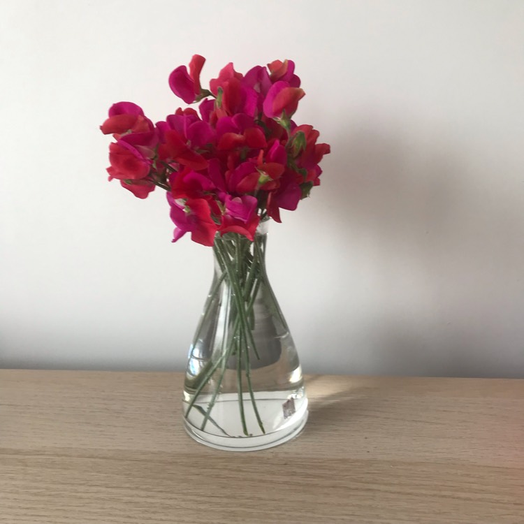 plant image 1674651