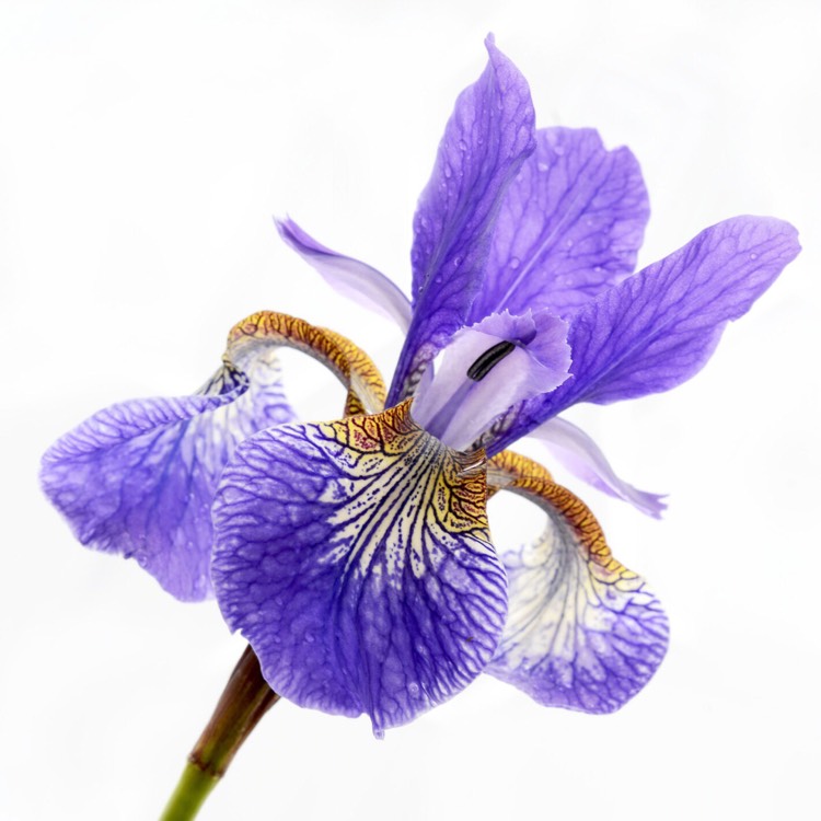 Plant image Iris sibirica 'Blue Reverie'