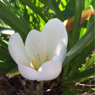 Colchicum autumnale 'Alboplenum'