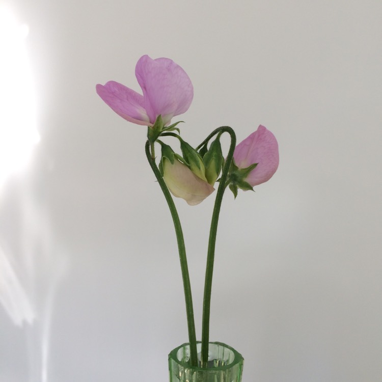 plant image 461385